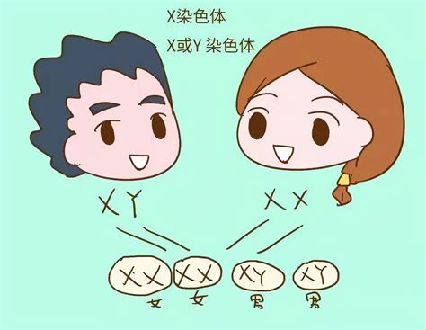 生男生女|生男生女由什么决定？